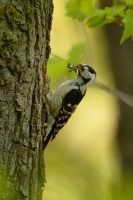 Strakapoud maly - Dendrocopos minor - Lesser Spotted Woodpecker 8969